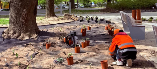 Wiosenne prace na skwerach w Lublinie. Radzyńska gotowa, Herbowa wchodzi w etap nasadzeń